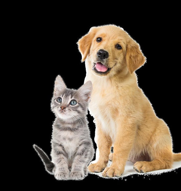 CBD FOR PETS